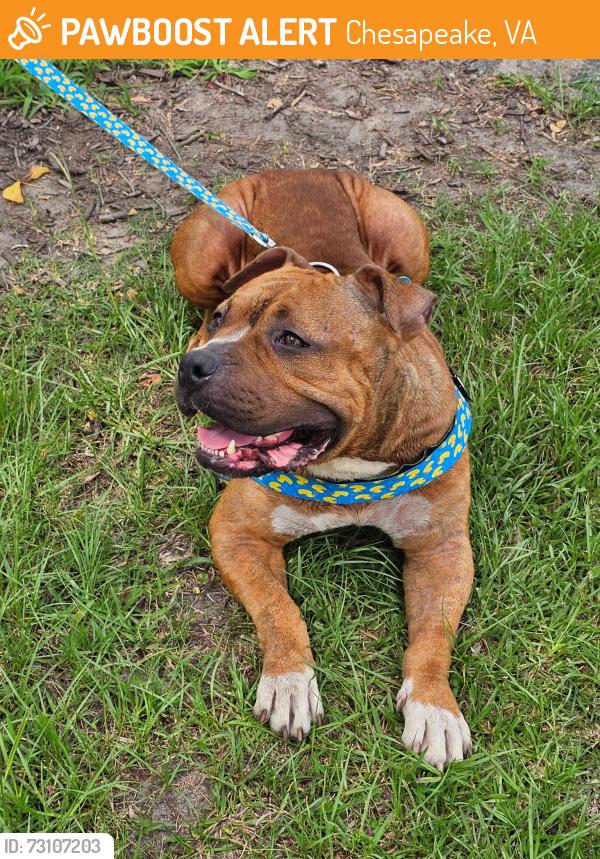 Found/Stray Female Dog last seen Dismal swamp, Chesapeake, VA 23320