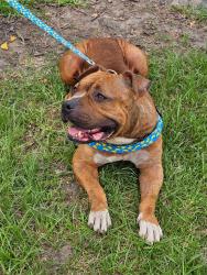 Found/Stray Female Dog last seen Dismal swamp, Chesapeake, VA 23320