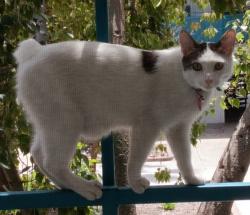 Lost Male Cat last seen Near N 5th St, Muskogee OK 74401 -- OR -- 314 N 7th, Okmulgee OK 74447, Muskogee, OK 74401