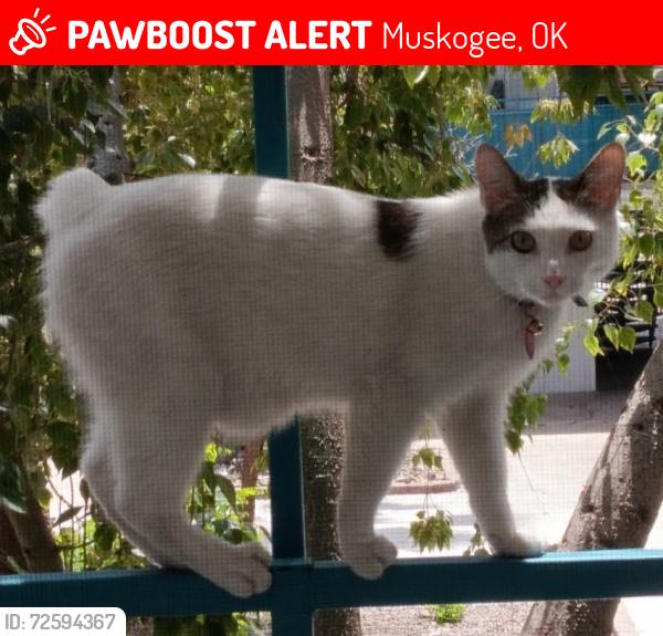 Lost Male Cat last seen Near N 5th St, Muskogee OK 74401 -- OR -- 314 N 7th, Okmulgee OK 74447, Muskogee, OK 74401