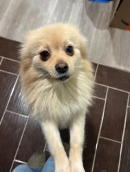 Lost Male Dog last seen Madison elementary, Mount Vernon, WA 98273