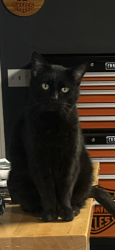 Found/Stray Unknown Cat last seen New Hope Rd, Hendersonville, TN 37075