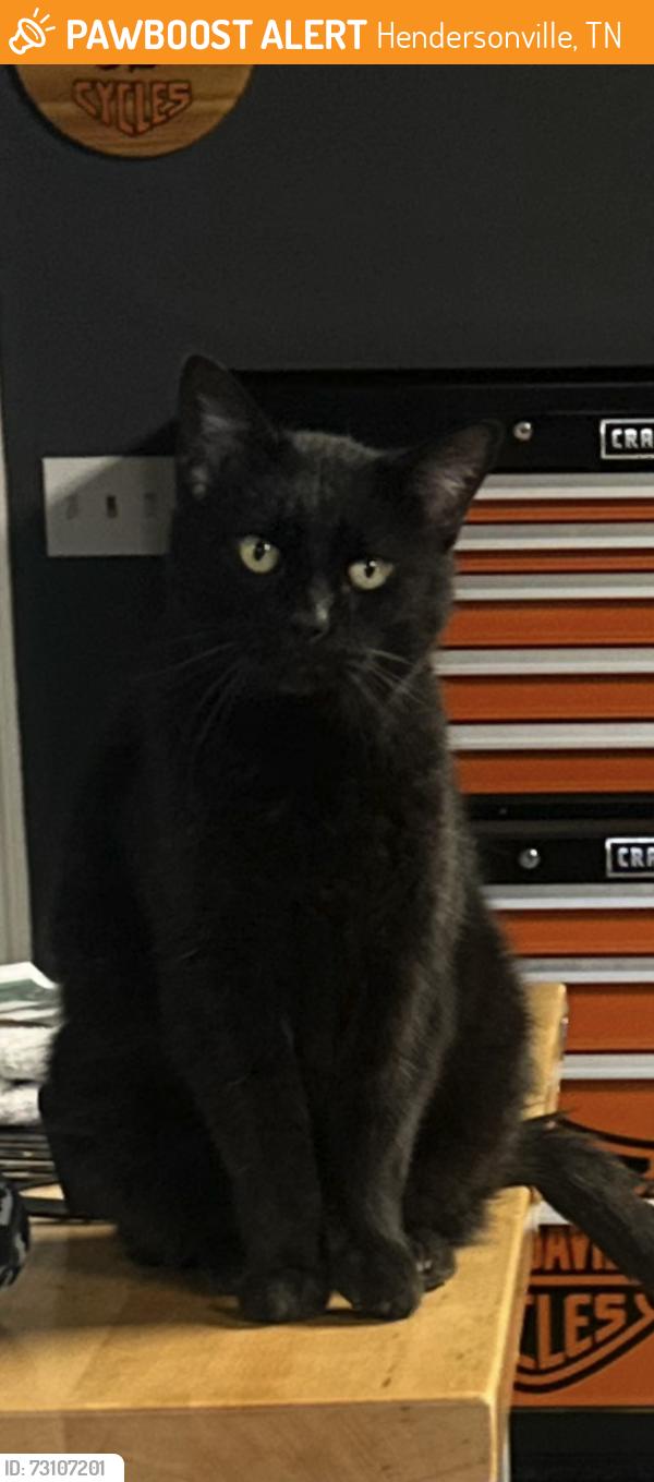 Found/Stray Unknown Cat last seen New Hope Rd, Hendersonville, TN 37075
