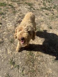 Found/Stray Male Dog last seen Near dutch bros, Sacramento, CA 95841