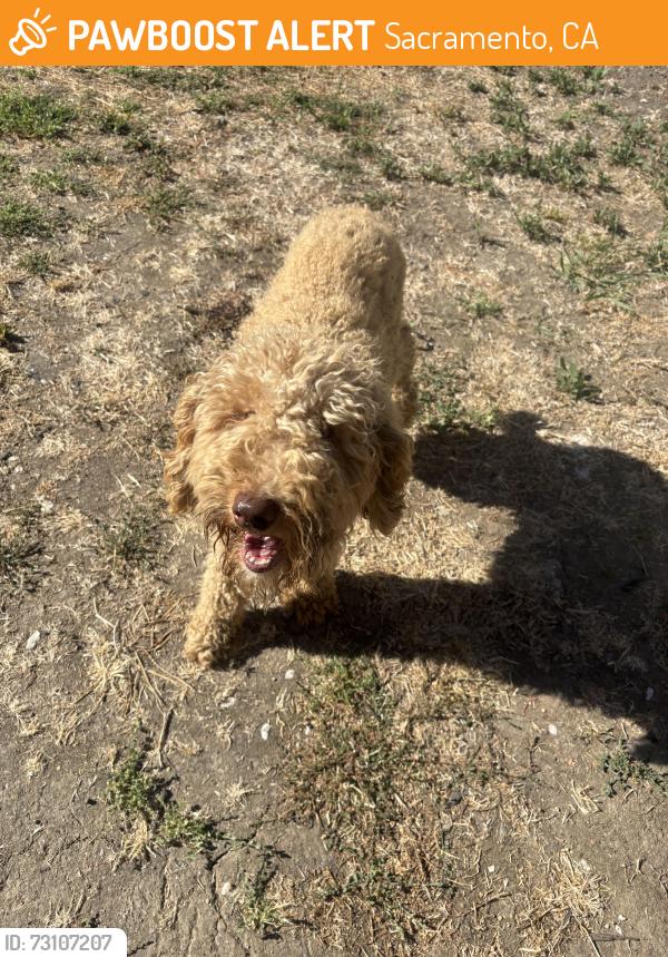 Found/Stray Male Dog last seen Near dutch bros, Sacramento, CA 95841