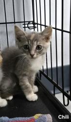 Shelter Stray Female Cat last seen Near Belltown rd, Dover,, 1639 Old Airport Rd, New Bern, NC 28562, USA