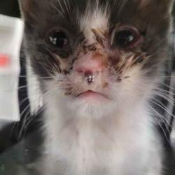 Shelter Stray Unknown Cat last seen Outside home, Memphis, TN, 935 Farm Rd, Memphis, TN 38134, USA