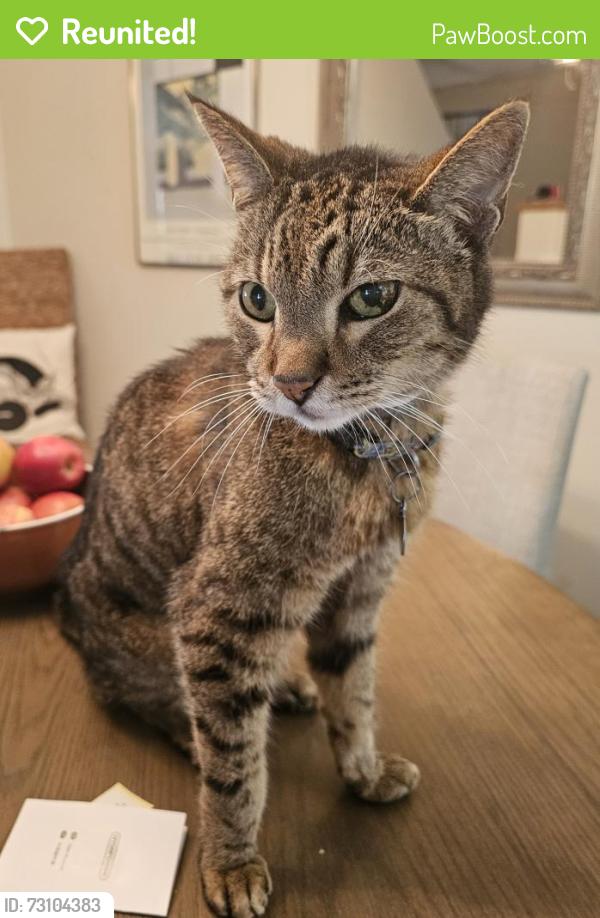 Reunited Male Cat last seen At Strand St and 4th Street in SM, Santa Monica, CA 90405