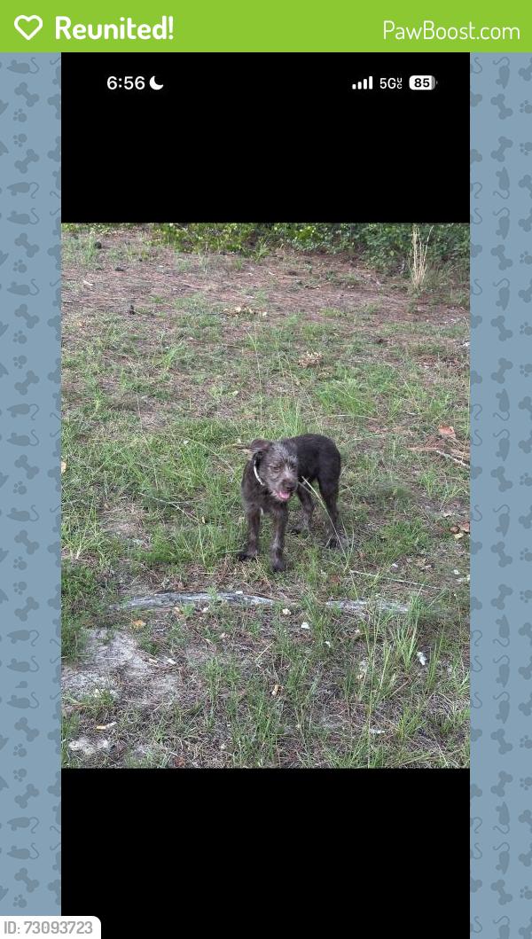 Reunited Male Dog last seen Cain road rodgers drive, Fayetteville, NC 28303