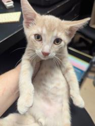 Shelter Stray Male Cat last seen Near Hambrick Rd, 30083, GA, 3280 Chamblee Dunwoody Rd, Chamblee, GA 30341, USA