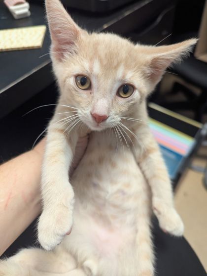 Shelter Stray Male Cat last seen Near Hambrick Rd, 30083, GA, 3280 Chamblee Dunwoody Rd, Chamblee, GA 30341, USA