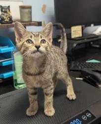 Shelter Stray Female Cat last seen Near Hambrick Rd, 30083, GA, 3280 Chamblee Dunwoody Rd, Chamblee, GA 30341, USA