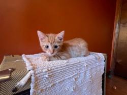 Shelter Stray Male Cat last seen Near Ball Park Dr, Tucker, GA 30084, 30084, GA, 3280 Chamblee Dunwoody Rd, Chamblee, GA 30341, USA