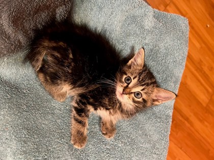Shelter Stray Male Cat last seen Near Ball Park Dr, Tucker, GA 30084, 30084, GA, 3280 Chamblee Dunwoody Rd, Chamblee, GA 30341, USA
