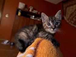 Shelter Stray Female Cat last seen Near Ball Park Dr, Tucker, GA 30084, 30084, GA, 3280 Chamblee Dunwoody Rd, Chamblee, GA 30341, USA
