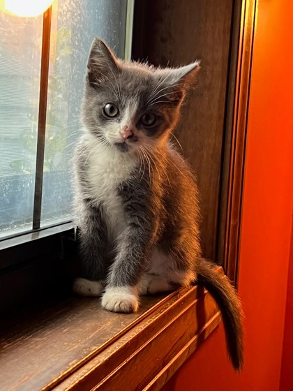 Shelter Stray Male Cat last seen Near Ball Park Dr, Tucker, GA 30084, 30084, GA, 3280 Chamblee Dunwoody Rd, Chamblee, GA 30341, USA