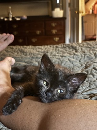 Shelter Stray Female Cat last seen Near N. Park Drive, Tucker 30084, 30084, GA, 3280 Chamblee Dunwoody Rd, Chamblee, GA 30341, USA