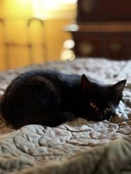 Shelter Stray Female Cat last seen Near N. Park Drive, Tucker 30084, 30084, GA, 3280 Chamblee Dunwoody Rd, Chamblee, GA 30341, USA