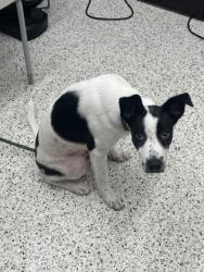 Shelter Stray Male Dog last seen Delowe Dr and Campbellton Road, Atlanta, GA, 1251 Fulton Industrial Blvd NW, Atlanta, GA 30336, USA