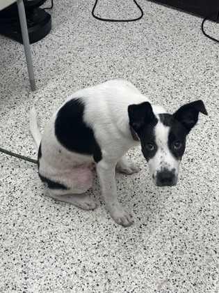 Shelter Stray Male Dog last seen Delowe Dr and Campbellton Road, Atlanta, GA, 1251 Fulton Industrial Blvd NW, Atlanta, GA 30336, USA