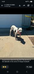 Reunited Female Dog last seen Balboa/Charger/Betty Hill, San Diego, CA 92117