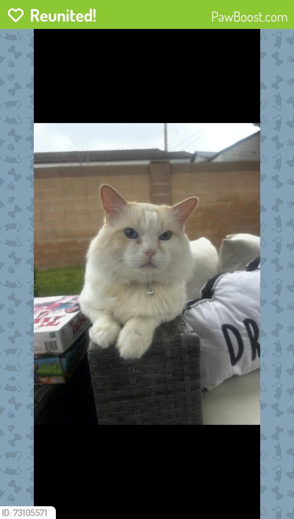 Reunited Male Cat last seen Edinger Edwards, Huntington Beach, CA 92647