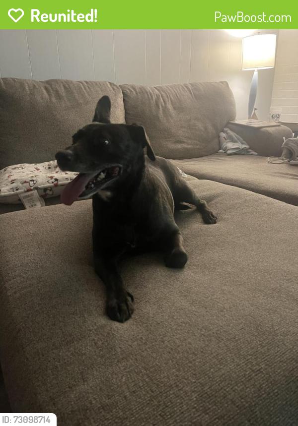 Reunited Female Dog last seen Gaspar ave and helen, Bethlehem, PA 18017