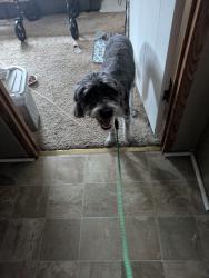 Reunited Male Dog last seen Near Barbara lane, Edgemere, MD 21219
