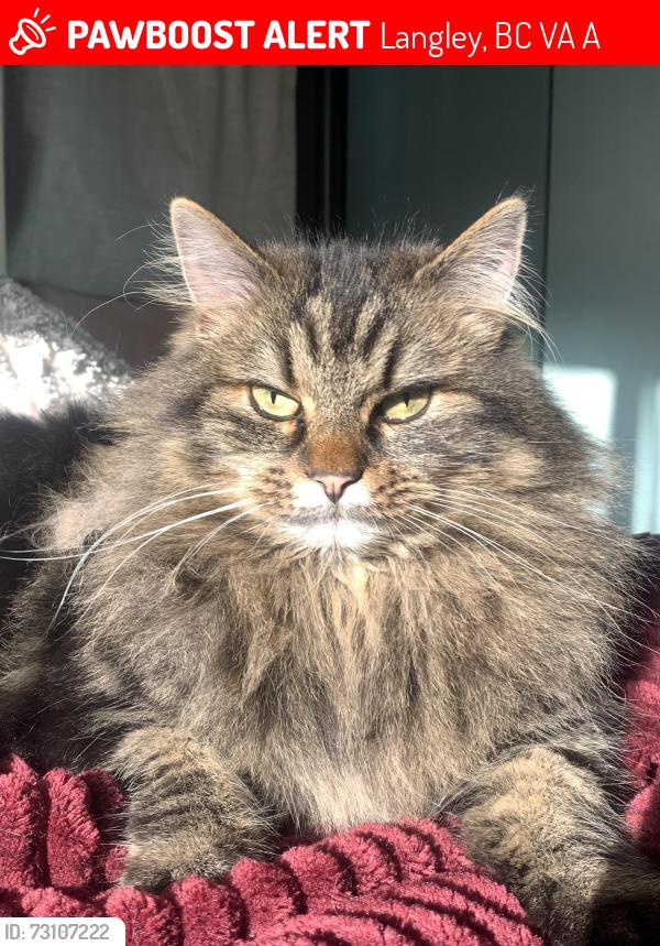 Lost Female Cat last seen Near 42 ave , Langley, BC V3A 3A5