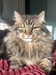Lost Female Cat last seen Near 42 ave , Langley, BC V3A 3A5