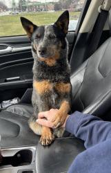 Reunited Female Dog last seen N1442 Jasmine Rd, Genoa City, WI 53128, USA, Genoa City, WI 53128