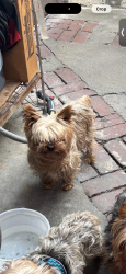 Lost Male Dog last seen Florence Ave/Pacific Ave, Huntington Park, CA 90255