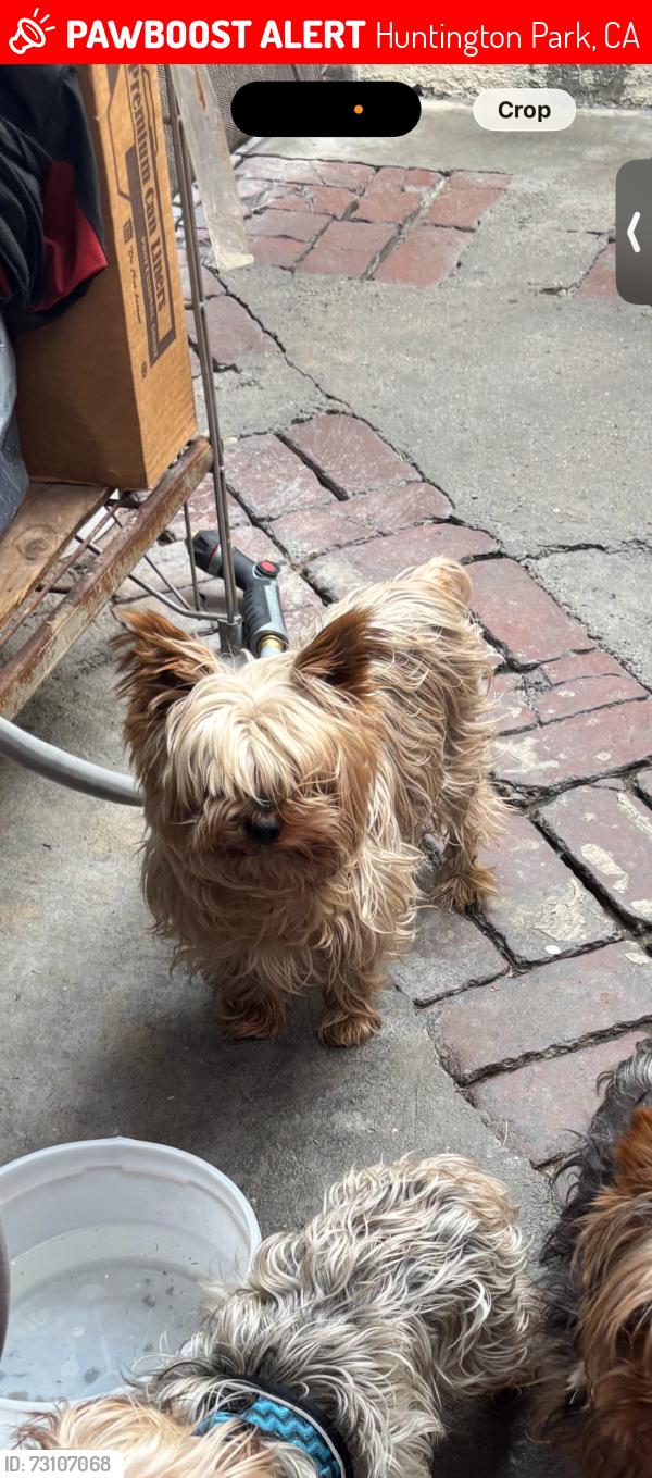 Lost Male Dog last seen Florence Ave/Pacific Ave, Huntington Park, CA 90255