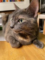 Reunited Female Cat last seen Near Stuart St, Brooklyn, NY 11229