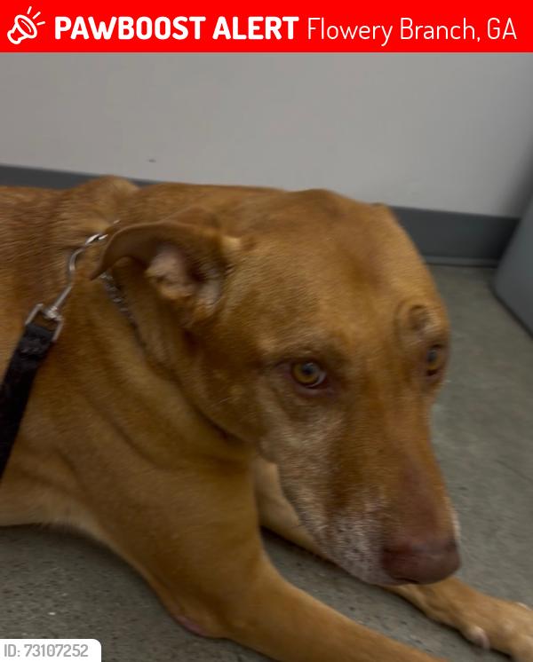 Lost Male Dog last seen Goddard School Spout Springs Rd, Flowery Branch, GA 30542