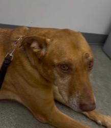 Lost Male Dog last seen Goddard School Spout Springs Rd, Flowery Branch, GA 30542
