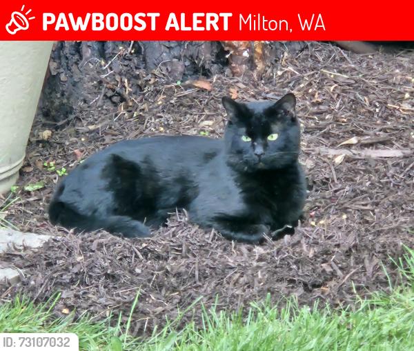 Lost Male Cat last seen Milton police station, Milton, WA 98354