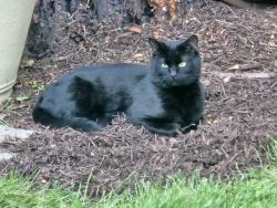 Lost Male Cat last seen Milton police station, Milton, WA 98354