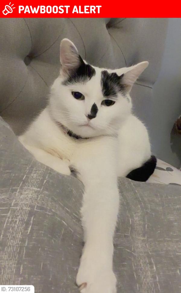 Lost Female Cat last seen Tudor drive , Houghton Regis, England 