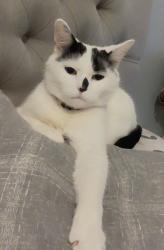 Lost Female Cat last seen Tudor drive , Houghton Regis, England 