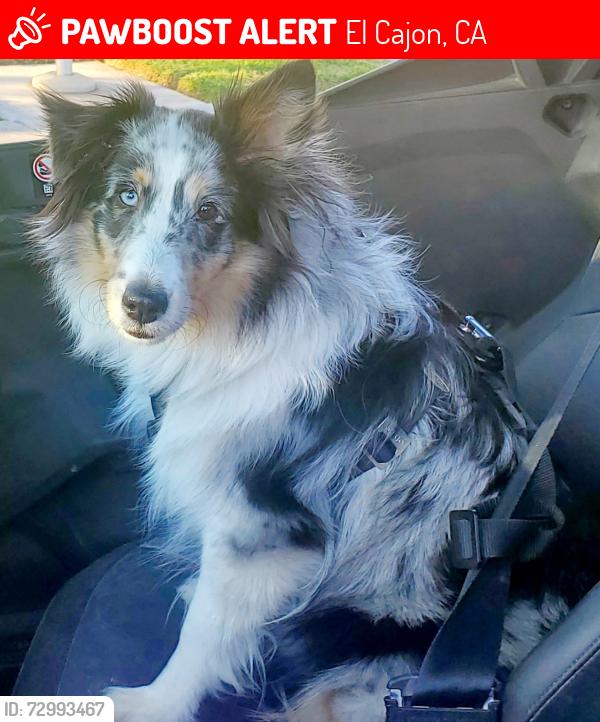Lost Female Dog last seen 1/4 mile west of Vista Sage Lane, Jamul, CA 91978