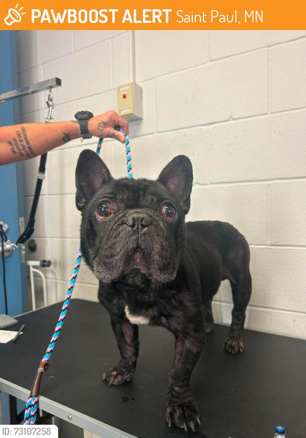 Found/Stray Male Dog last seen Raspberry Island, Saint Paul, MN 55107