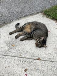 Lost Male Cat last seen Stagecoach Road, Spanish Fort, AL, Spanish Fort, AL 36527