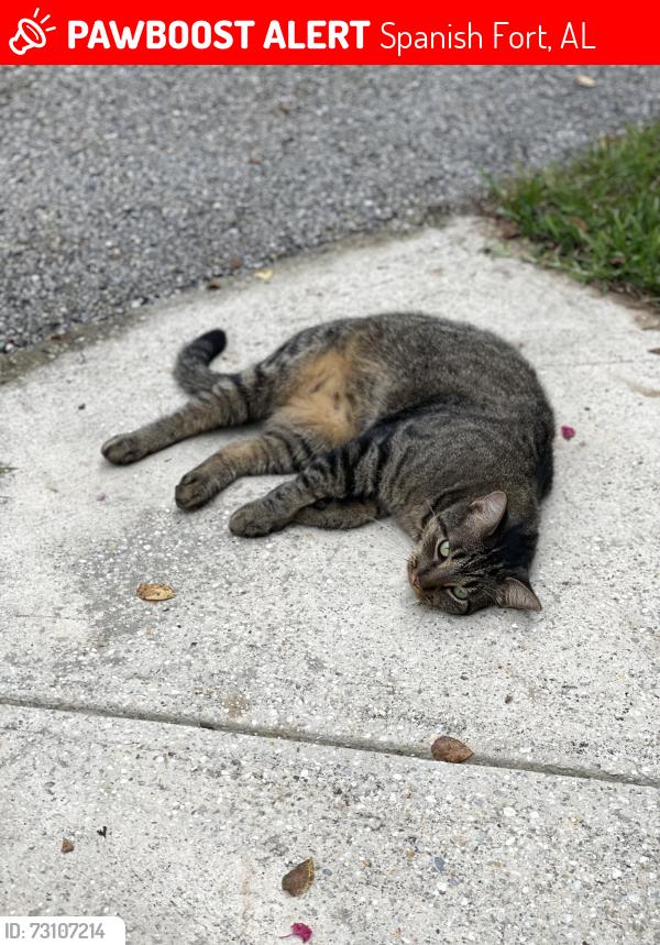 Lost Male Cat last seen Stagecoach Road, Spanish Fort, AL, Spanish Fort, AL 36527