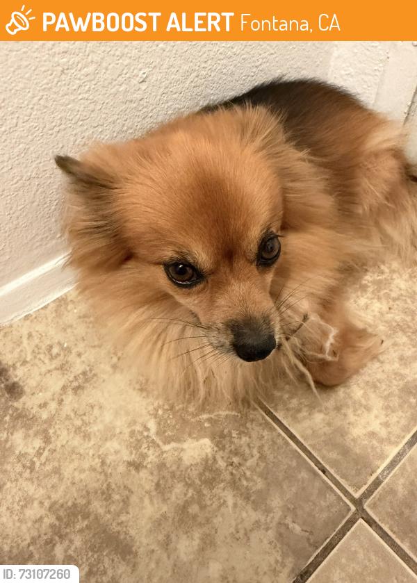 Found/Stray Female Dog last seen Barranca Ave in Azusa, Fontana, CA 92336