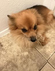 Found/Stray Female Dog last seen Barranca Ave in Azusa, Fontana, CA 92336