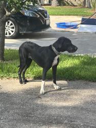 Found/Stray Female Dog last seen Castaway court, Newport, TX 77532