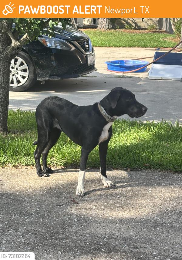 Found/Stray Female Dog last seen Castaway court, Newport, TX 77532