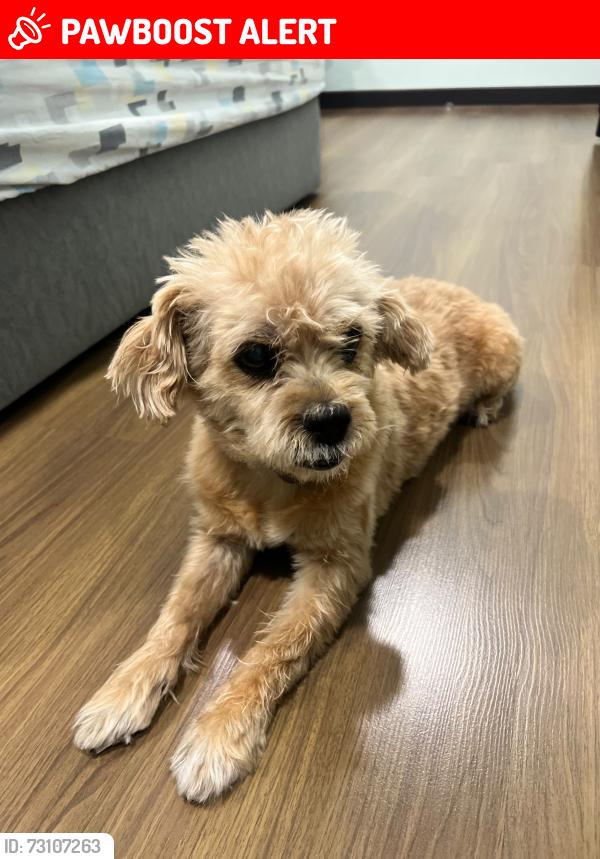 Lost Female Dog last seen hse No.32, Subang Jaya, Selangor 47500