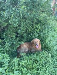 Lost Male Dog last seen Sunrise Bluff, San Antonio TX, San Antonio, TX 78244